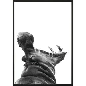 Plakát DecoKing Hippopotamus, 50 x 40 cm