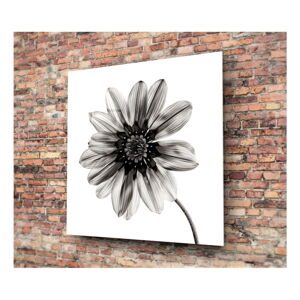 Černo-bílý skleněný obraz Insigne Flower, 30 x 30 cm