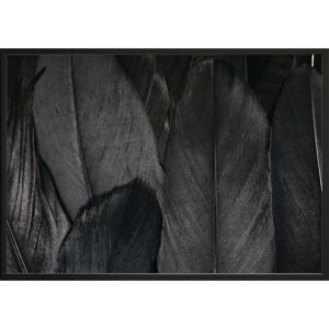 Plakát DecoKing Feathers Black, 100 x 70 cm